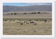 07IntoNgorongoro - 059 * Zebra/Wildebeest block party.